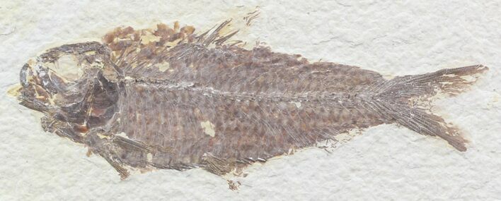 Bargain Knightia Fossil Fish - Wyoming #39663